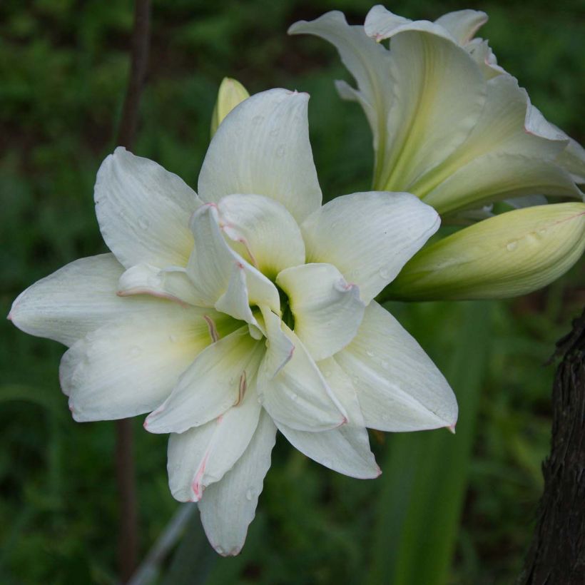 Amaryllis Alasca - Hippeastrum sonatini (Fioritura)