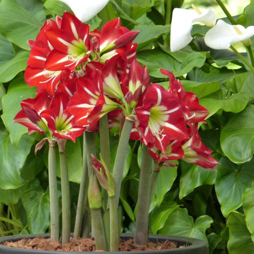 Amaryllis Balentino - Hippeastrum sonatini (Porto)