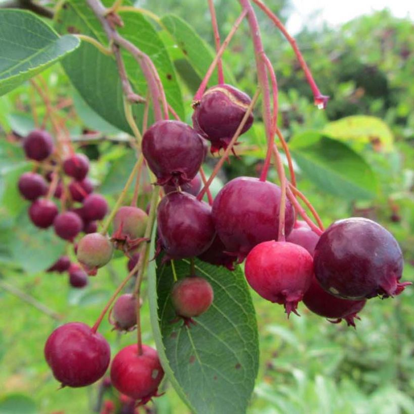 Amelanchier laevis Ballerina (Raccolta)