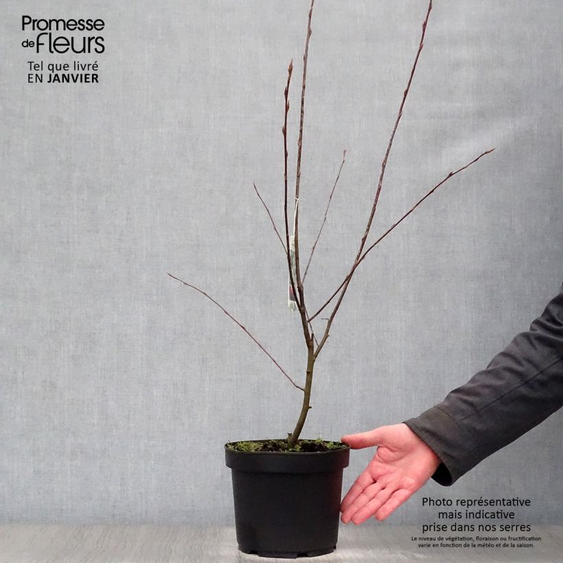 Amelanchier Ballerina en pot de 3L/4L esemplare consegnato in inverno