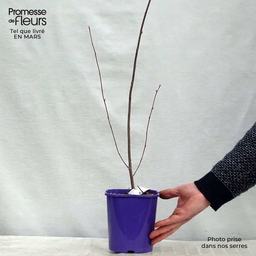 Amelanchier Smoky Pot de 2L/3L esemplare consegnato in inverno