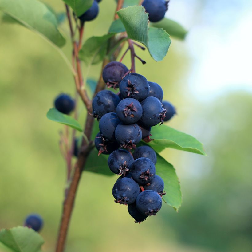 Amelanchier alnifolia Smoky (Raccolta)