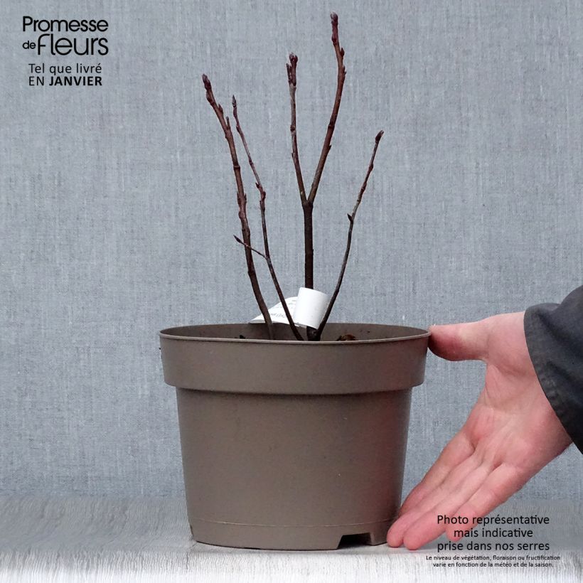 Amelanchier Thiessen Pot de 2L/3L esemplare consegnato in inverno