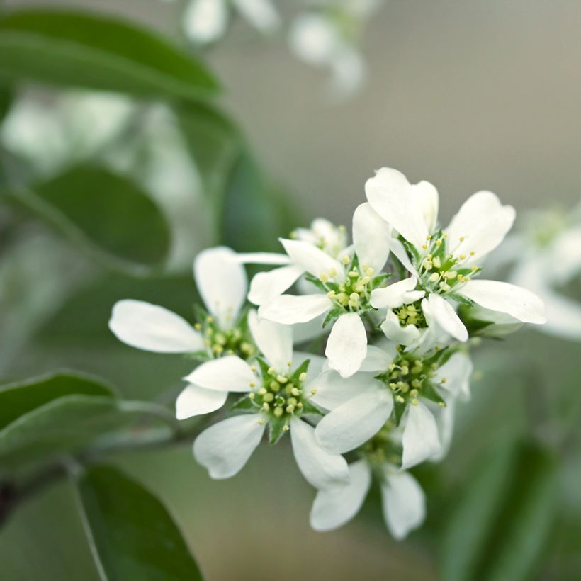 Amelanchier alnifolia Thiessen (Fioritura)