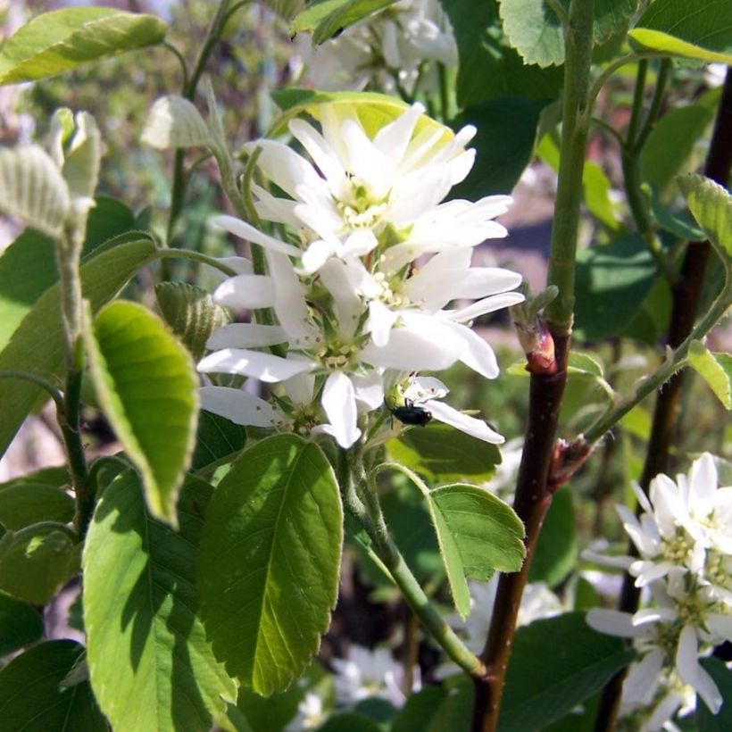 Amelanchier alnifolia Obelisk (Fioritura)