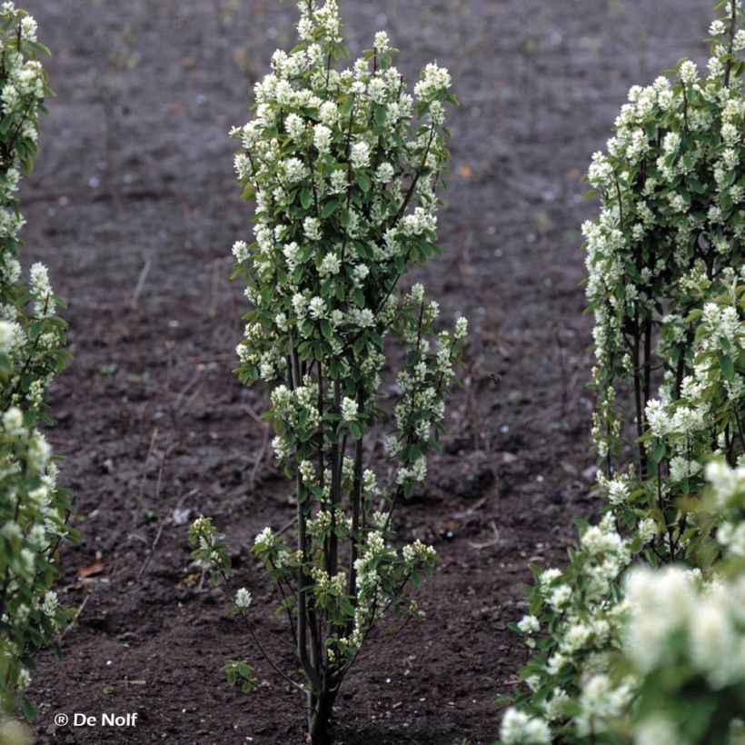 Amelanchier alnifolia Obelisk (Porto)