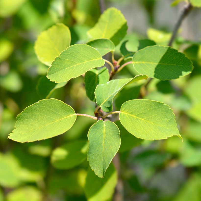 Amelanchier alnifolia Obelisk (Fogliame)