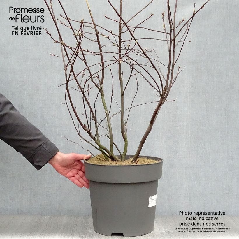 Amelanchier alnifolia Saskatoon Berry en pot de 12L/15L esemplare consegnato in inverno