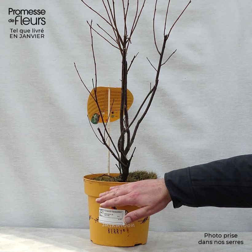 Amelanchier alnifolia Saskatoon Berry en pot de 4/5L esemplare consegnato in inverno