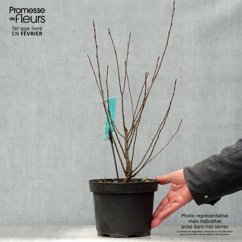 Amélanchier en épis - Amelanchier spicata Pot de 3L/4L esemplare consegnato in inverno