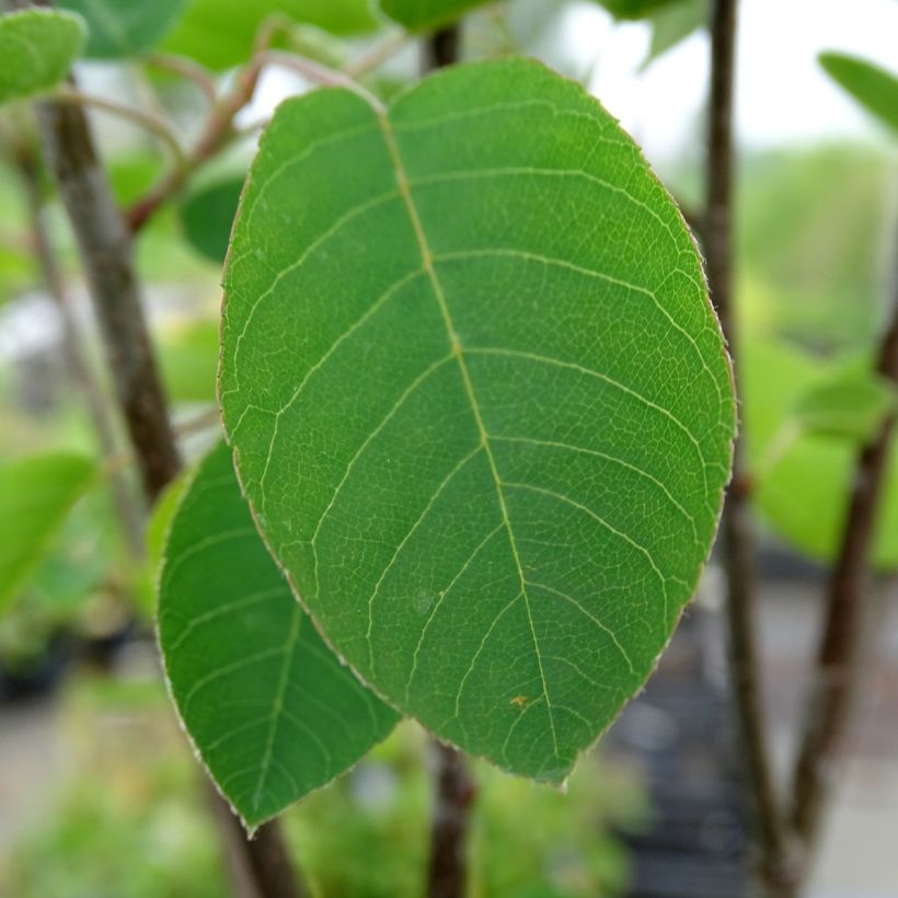 Amelanchier spicata (Fogliame)