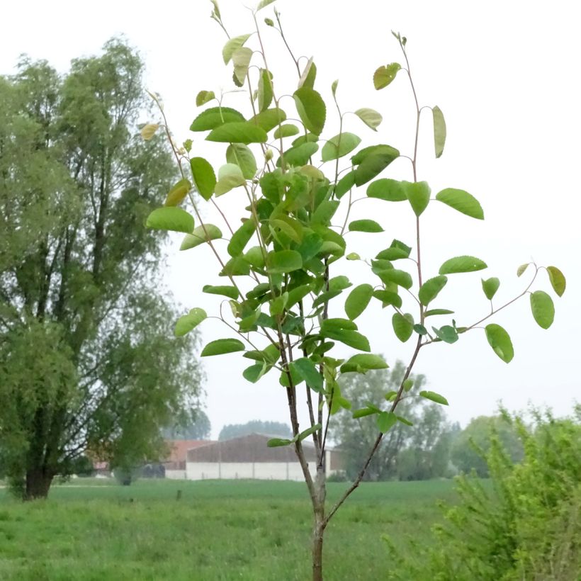 Amelanchier spicata (Porto)