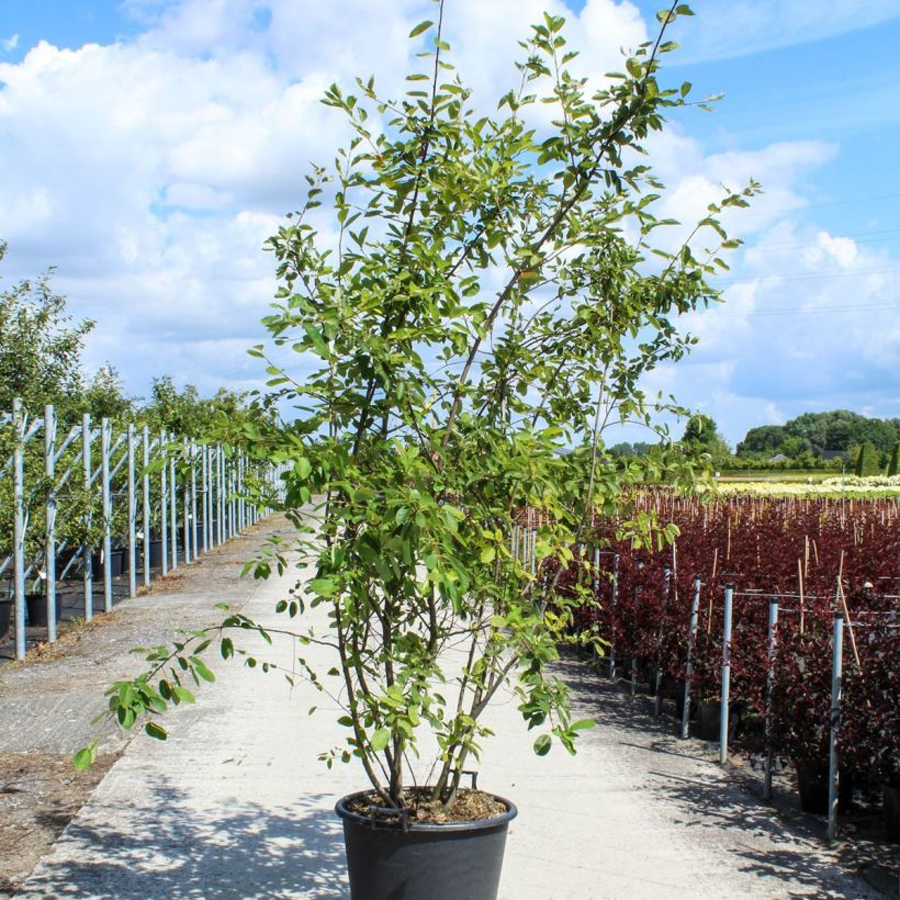 Amelanchier lamarckii - Amélanchier de Lamarck - Pot de 70L Cépée esemplare consegnato in primavera