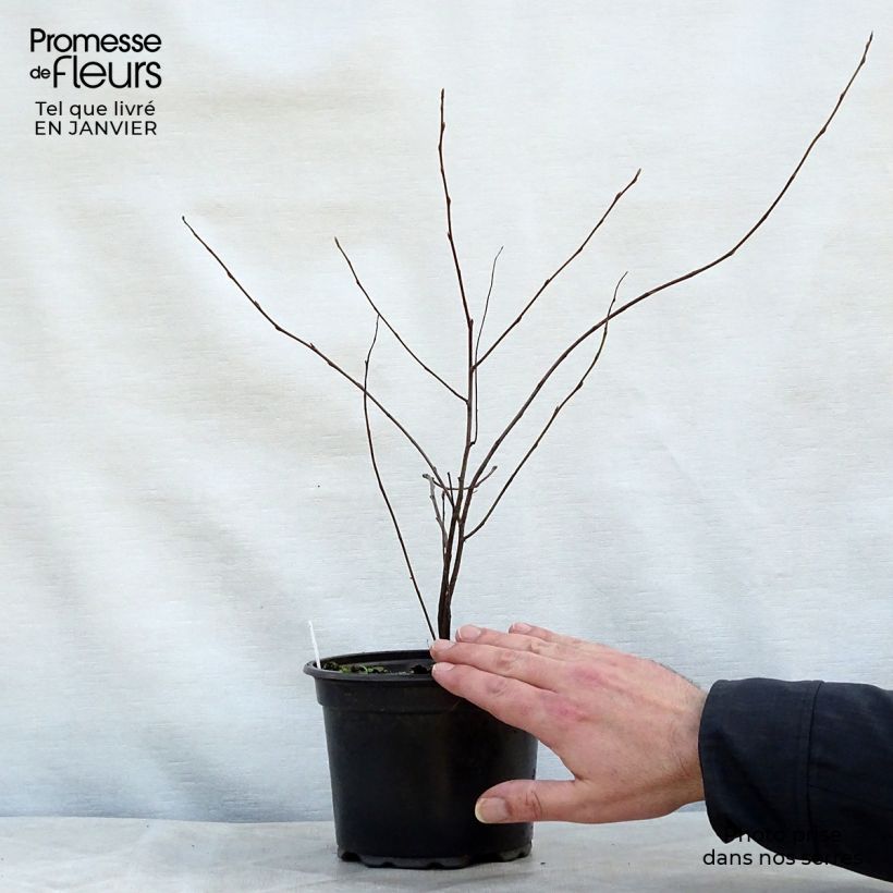 Amelanchier lamarckii en pot de 3L/4L esemplare consegnato in inverno