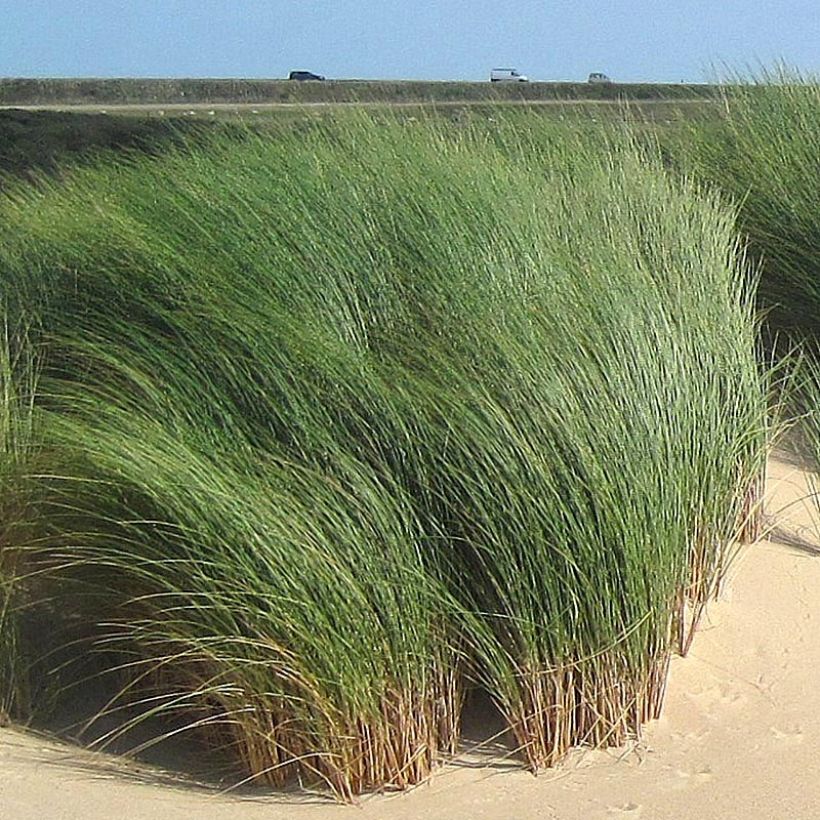 Ammophila arenaria (Fogliame)