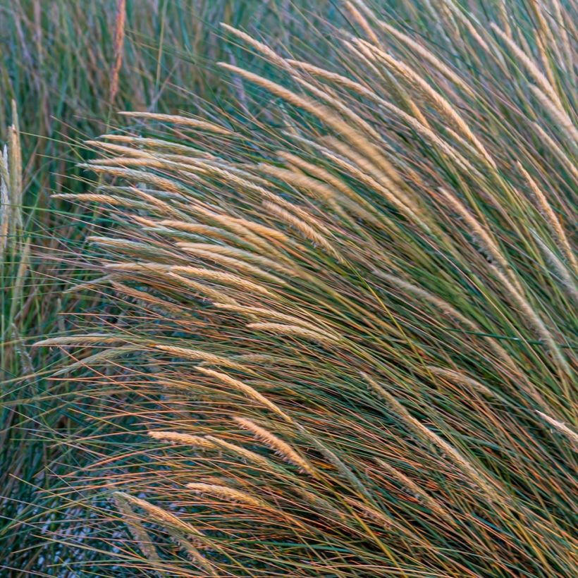 Ammophila arenaria (Fioritura)