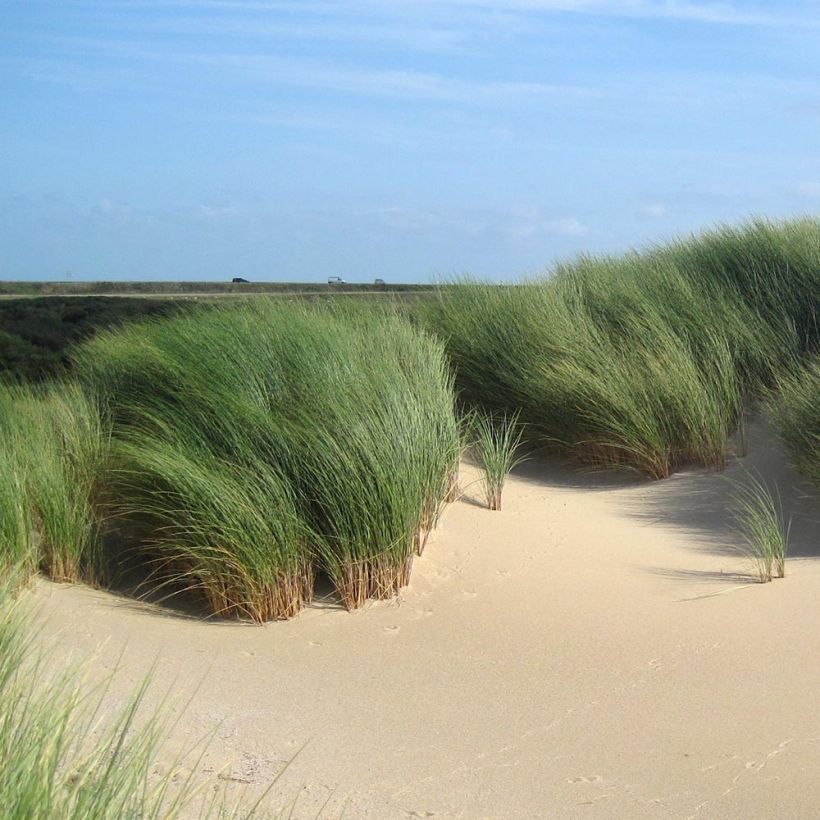 Ammophila arenaria (Porto)