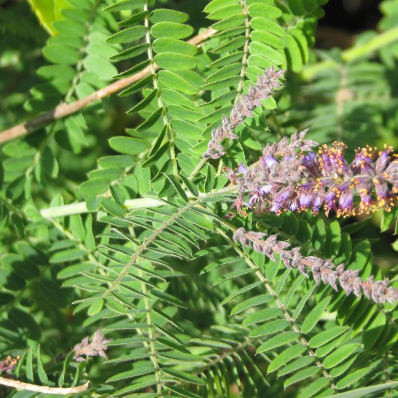 Amorpha canescens (Fogliame)