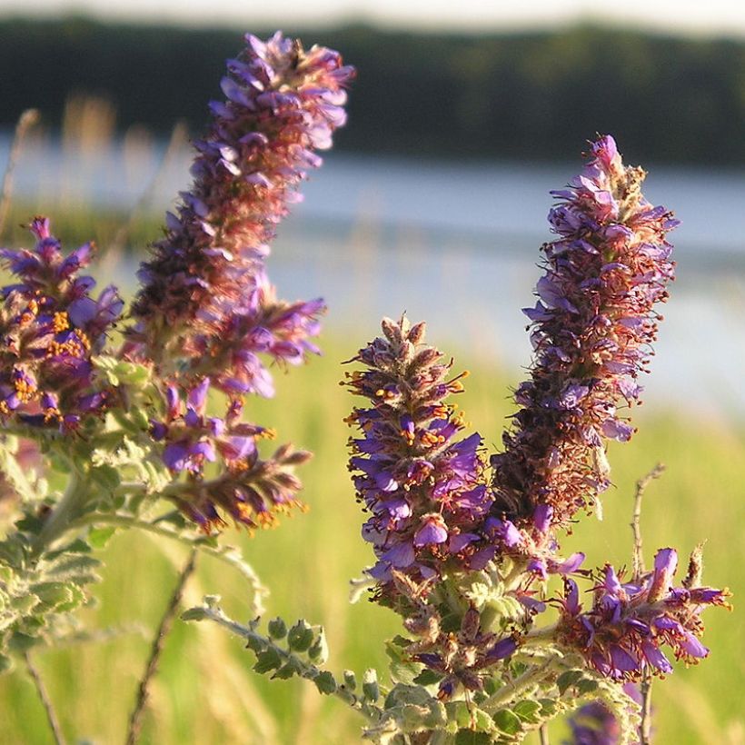 Amorpha canescens (Fioritura)