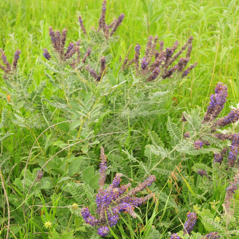 Amorpha canescens (Porto)