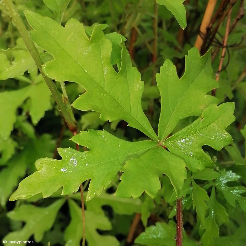 Ampelopsis aconitifolia (Fogliame)