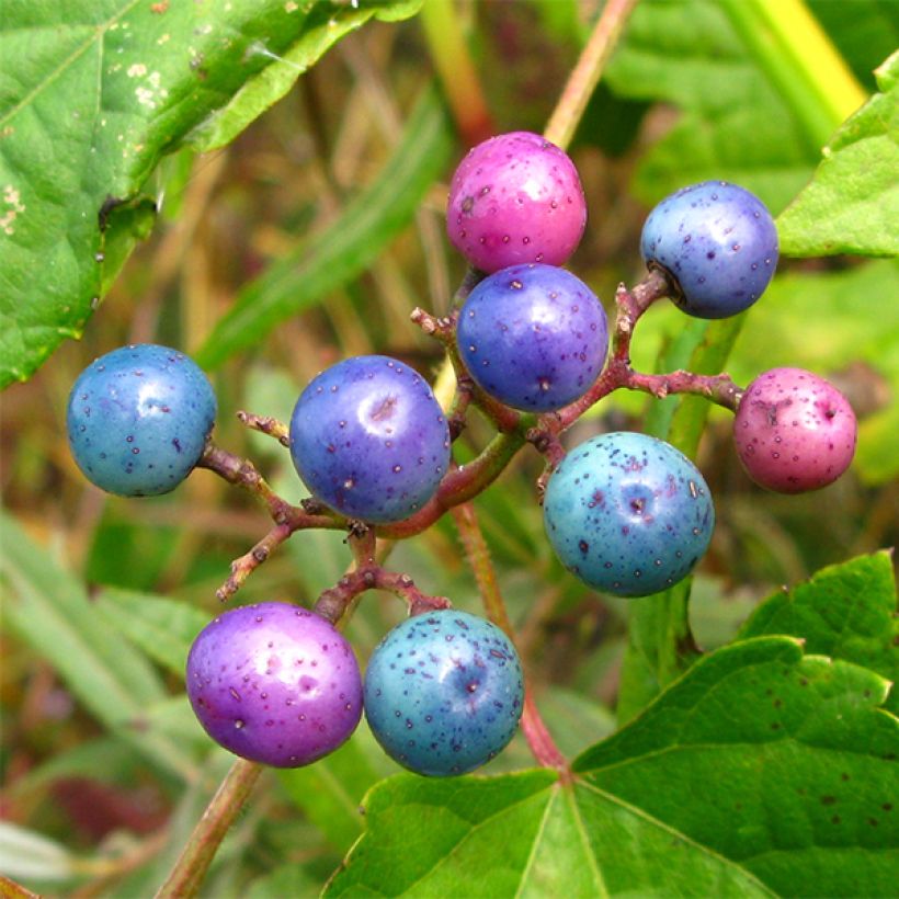 Ampelopsis glandulosa var. maximowiczii (Raccolta)