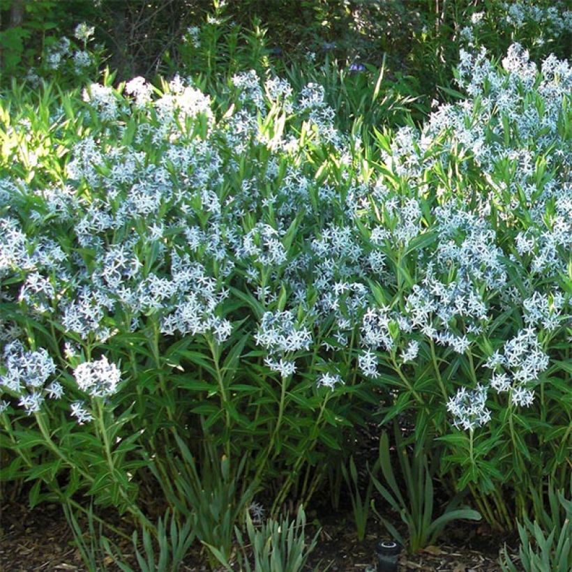 Amsonia ciliata (Porto)