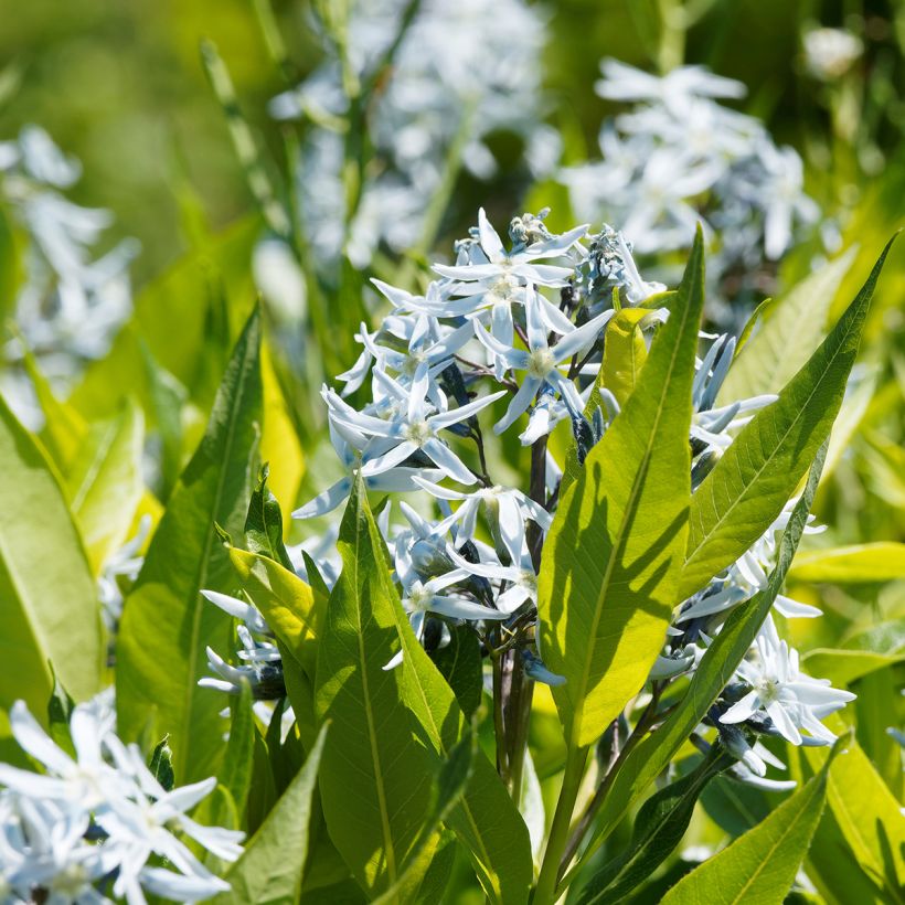 Amsonia ciliata (Fogliame)