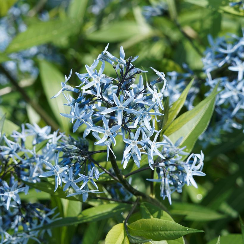 Amsonia ciliata (Fioritura)