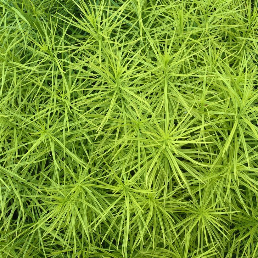 Amsonia hubrichtii (Fogliame)