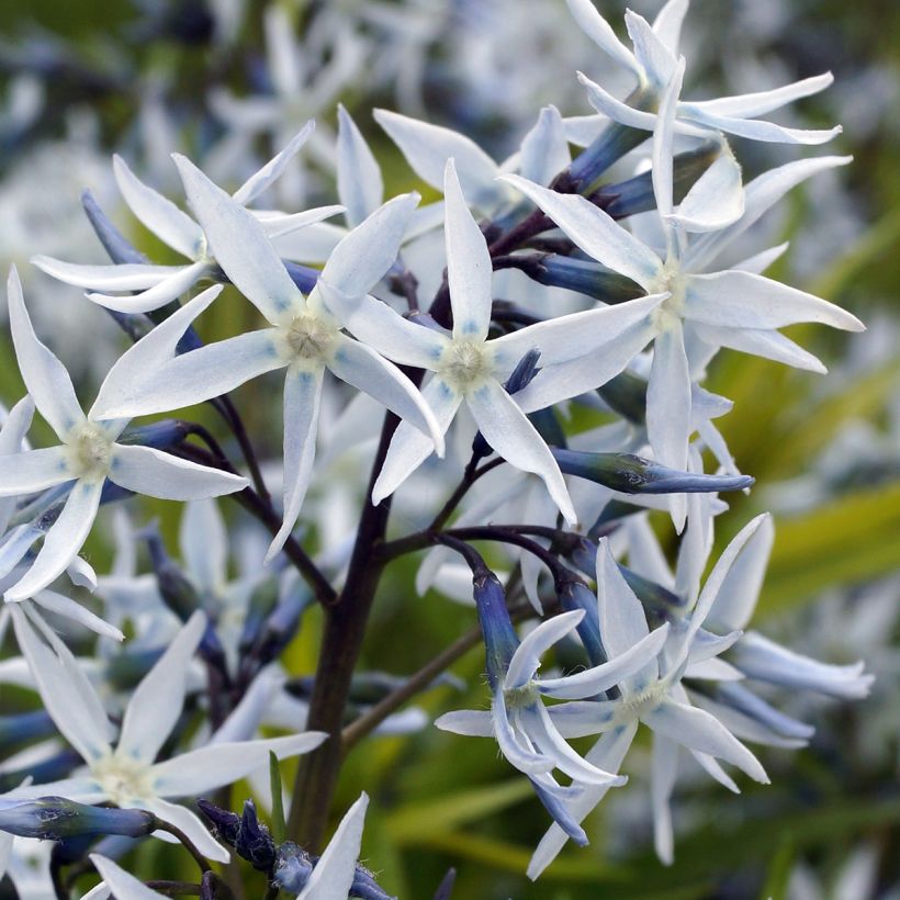 Amsonia hubrichtii (Fioritura)