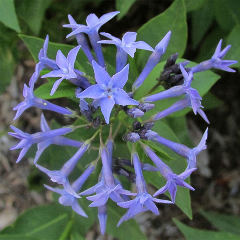 Amsonia Blue Ice (Fioritura)