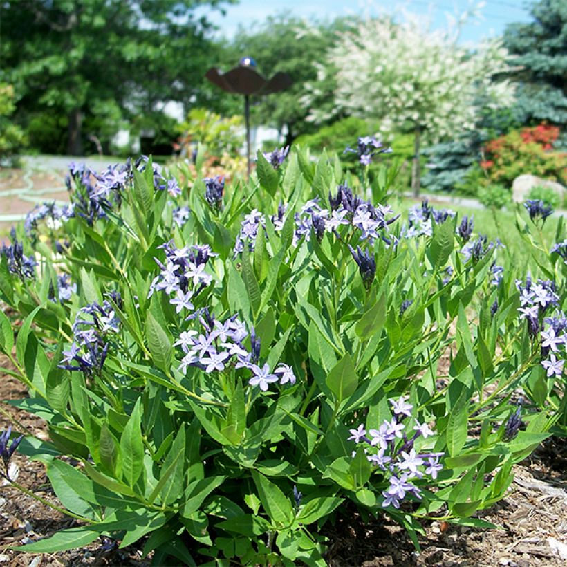 Amsonia Blue Ice (Porto)