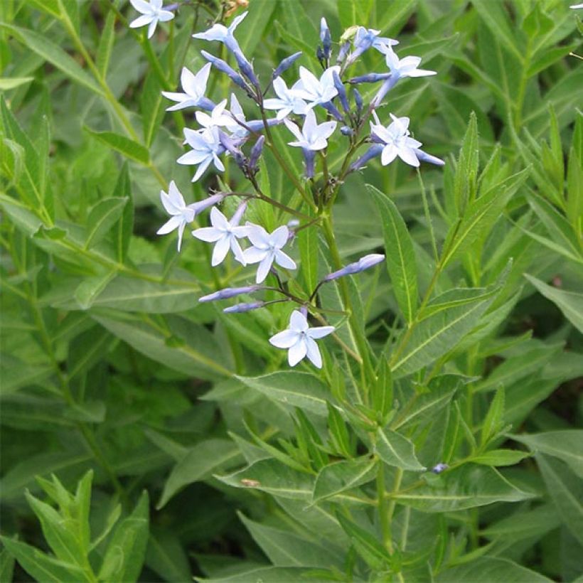 Amsonia orientalis (Fioritura)