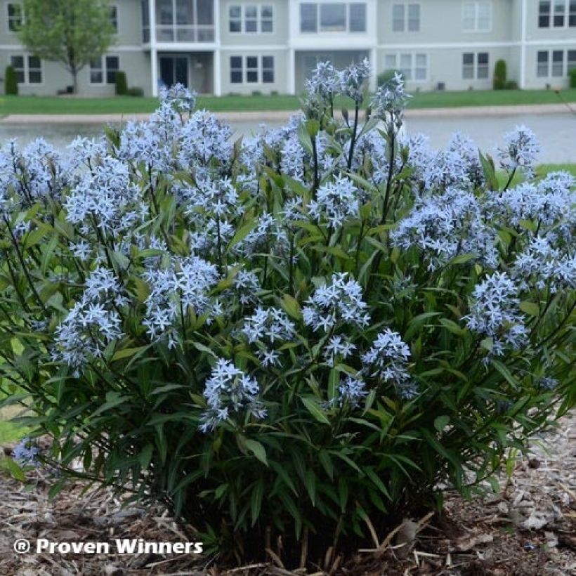 Amsonia tabernaemontana Storm Cloud (Fogliame)