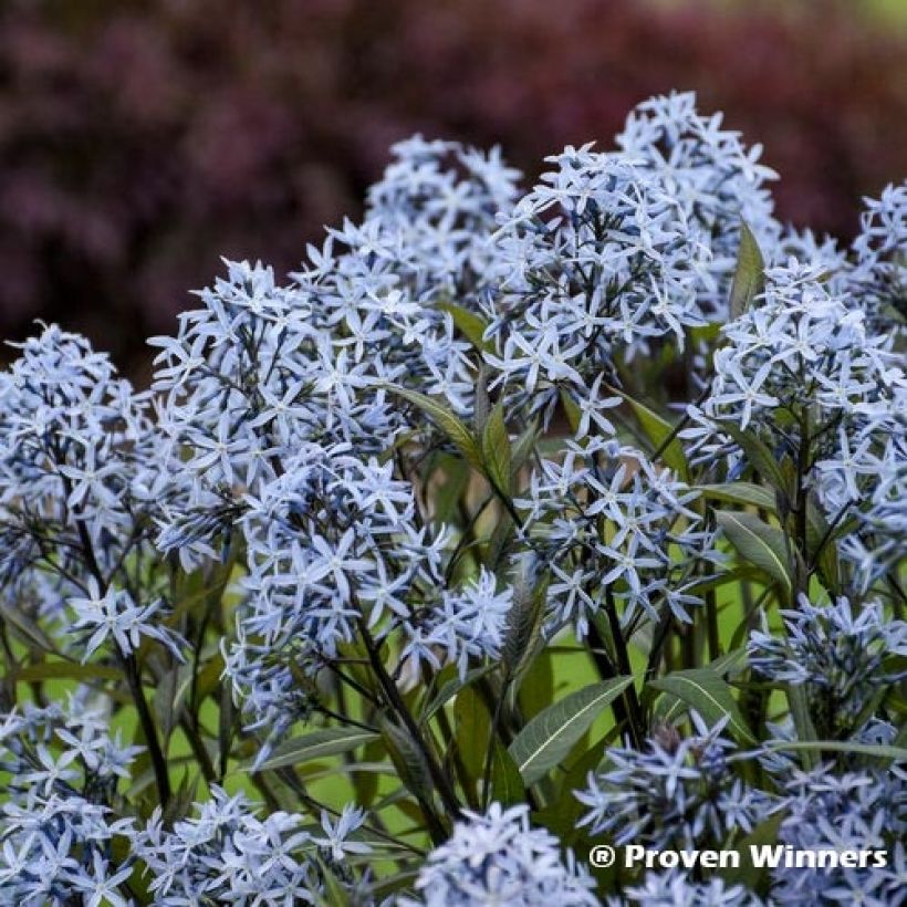 Amsonia tabernaemontana Storm Cloud (Fioritura)