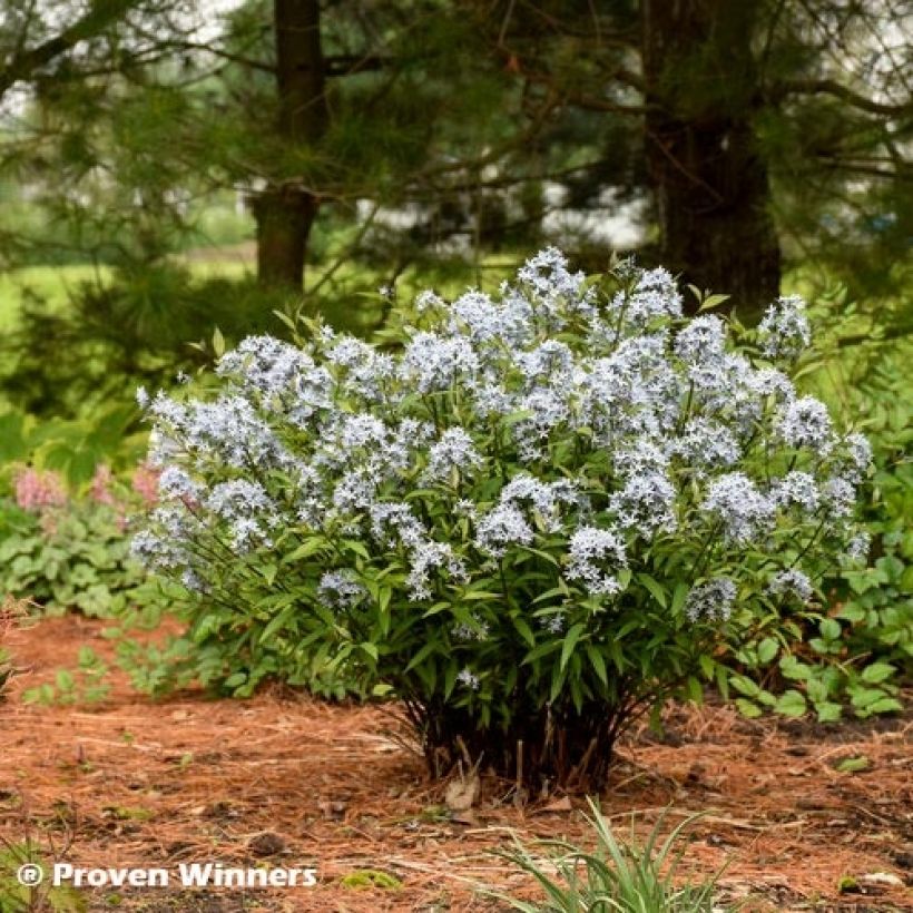 Amsonia tabernaemontana Storm Cloud (Porto)