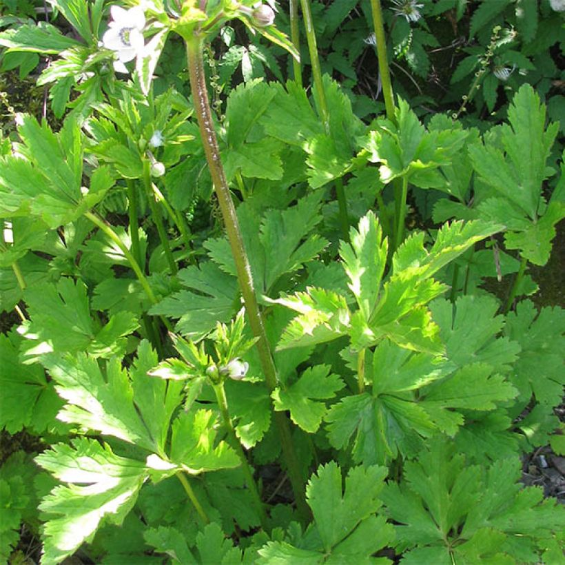 Anemone leveillei (Fogliame)