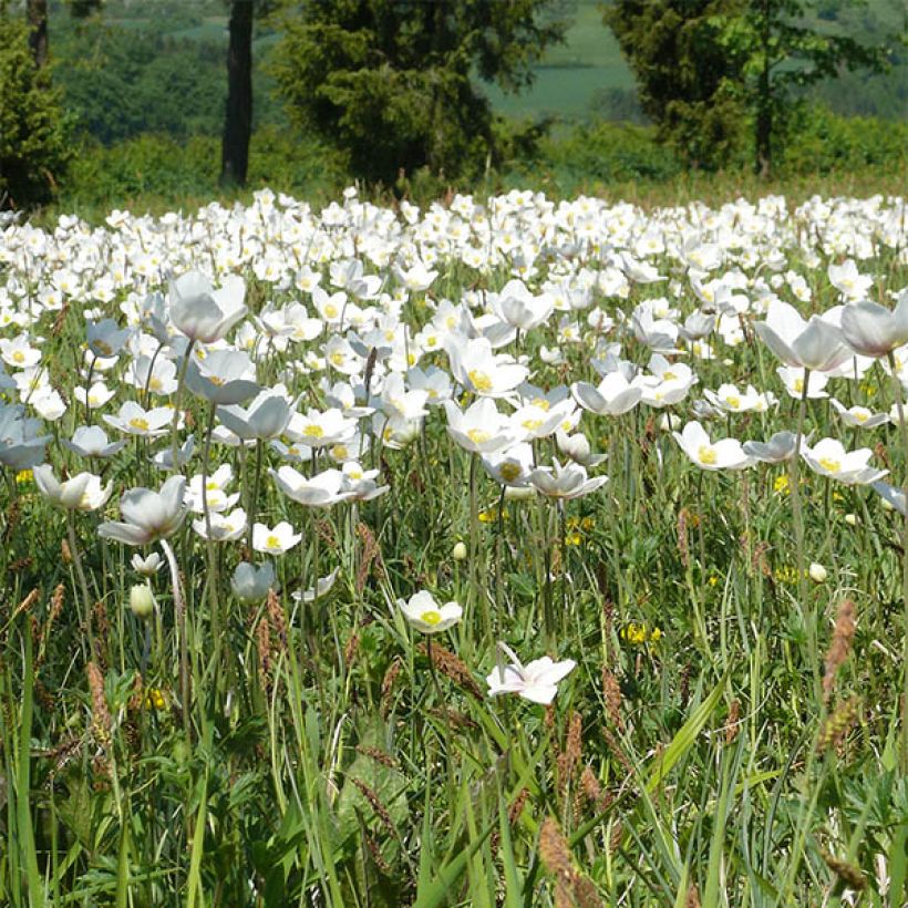 Anemone leveillei (Fioritura)