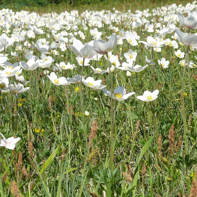 Anemone leveillei (Porto)