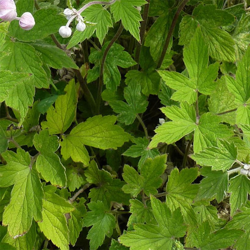 Anemone tomentosa Septemberglanz (Fogliame)