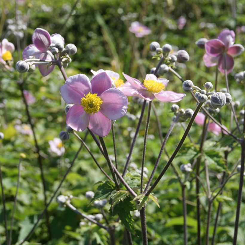 Anemone tomentosa Septemberglanz (Fioritura)