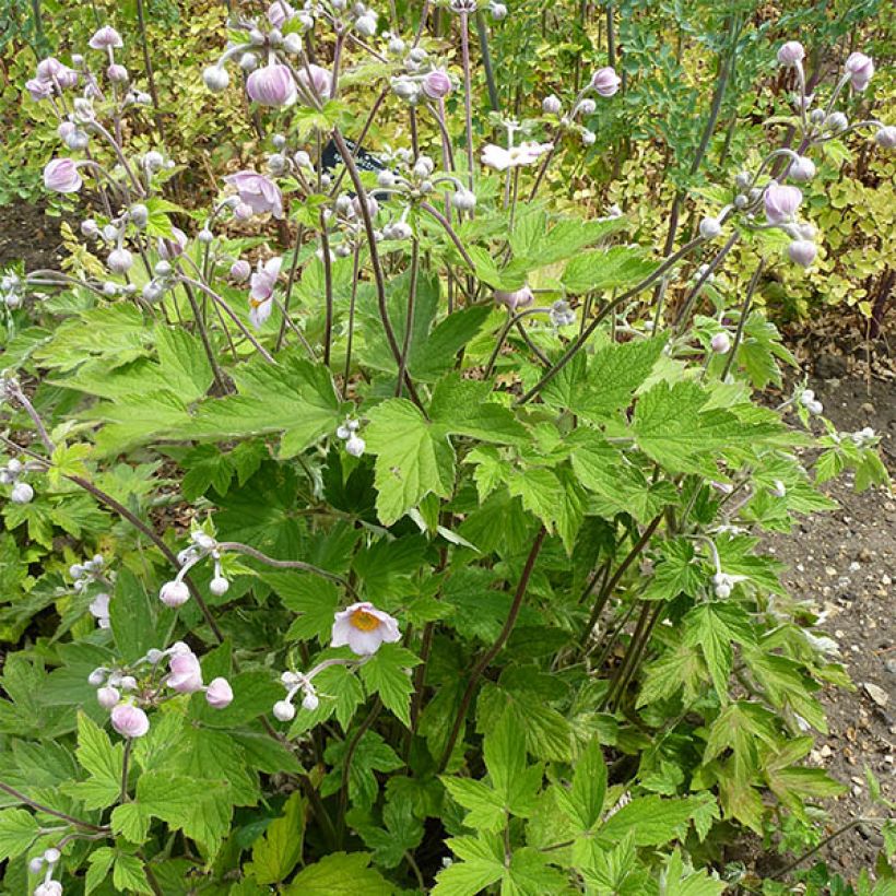 Anemone tomentosa Septemberglanz (Porto)