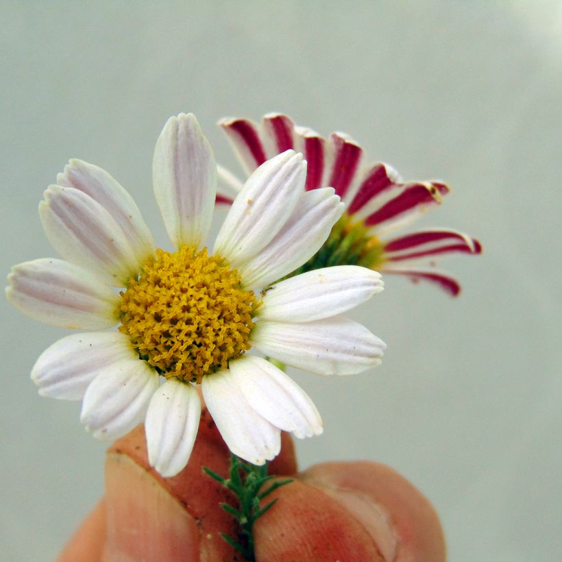 Anacyclus pyrethrum var. depressus (Fioritura)