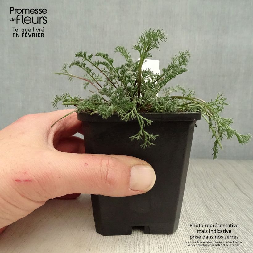 Anacyclus pyrethrum var depressus - Pyrèthre d'Afrique Godet de 9cm esemplare consegnato in inverno