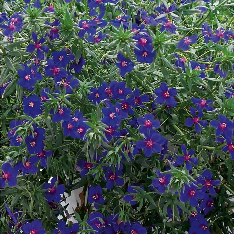 Anagallis monelli Skylover - Centonchio di Monnellus (Fogliame)