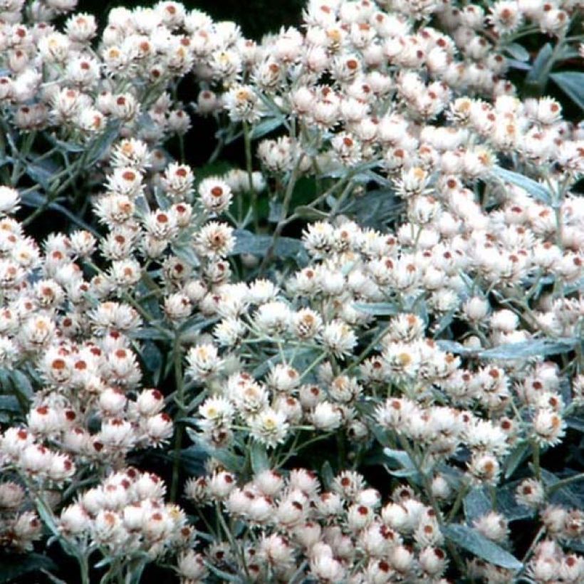 Anaphalis margaritacea Neuschnee (Fioritura)