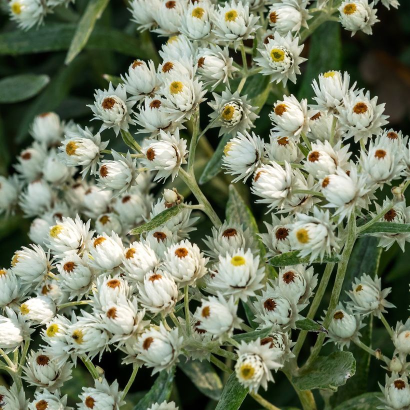 Anaphalis triplinervis Sommerschnee (Fioritura)