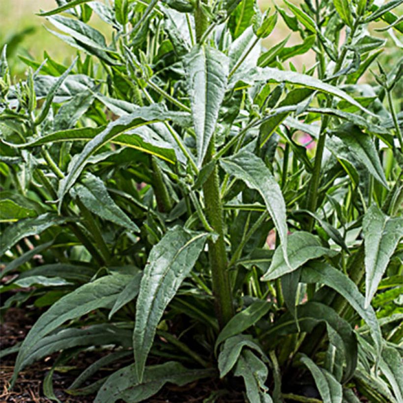 Anchusa azurea Dropmore - Buglossa azzurra (Fogliame)