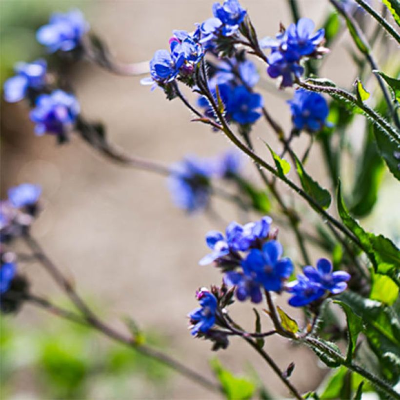 Anchusa azurea Dropmore - Buglossa azzurra (Fioritura)